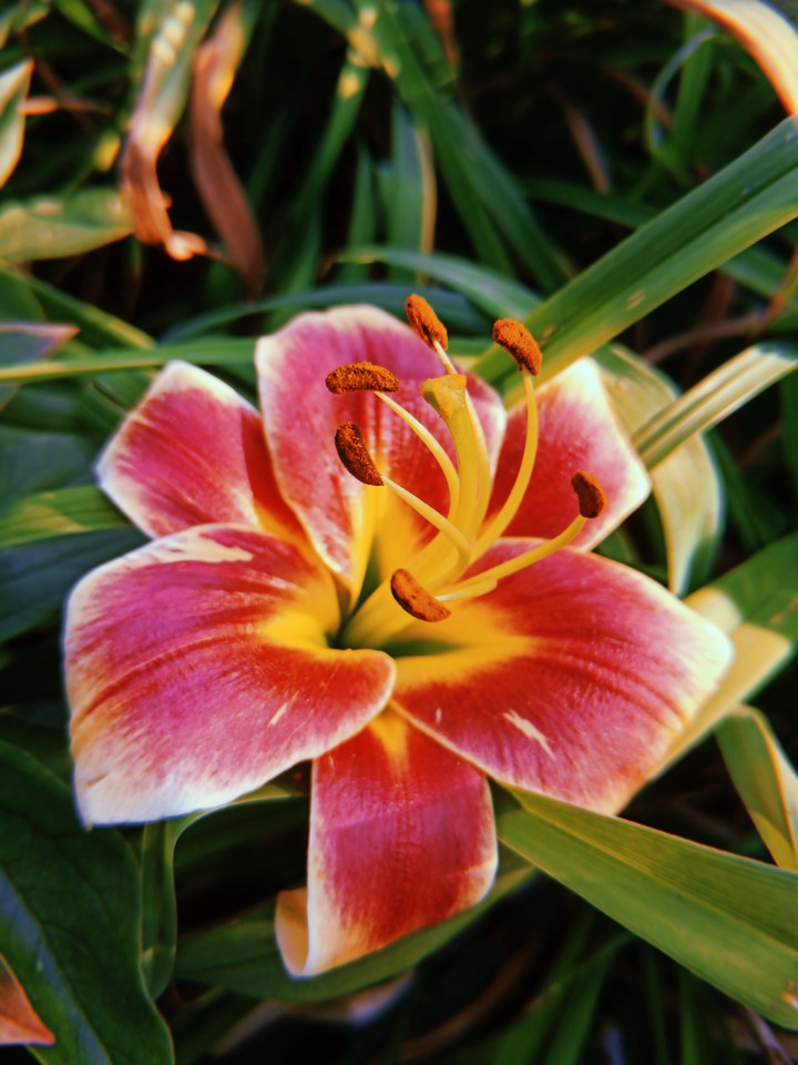 Lily