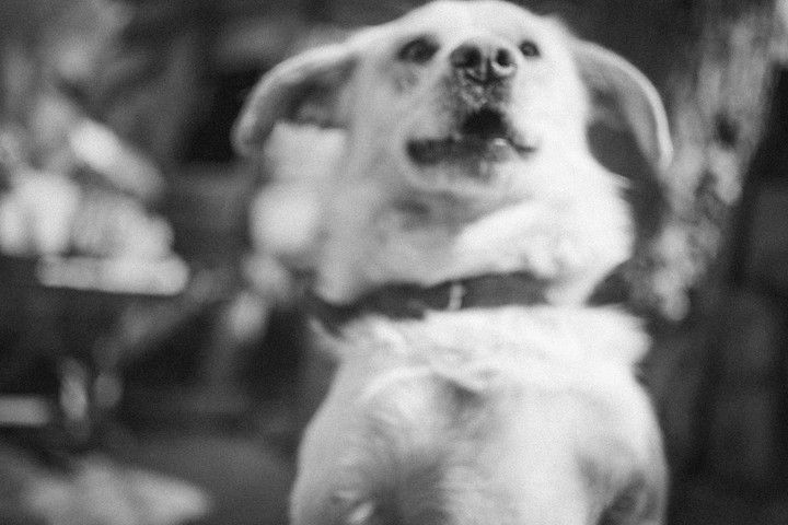 Dog