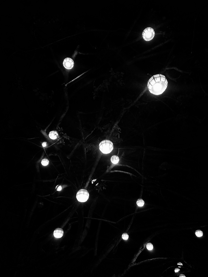 lamps in the tree