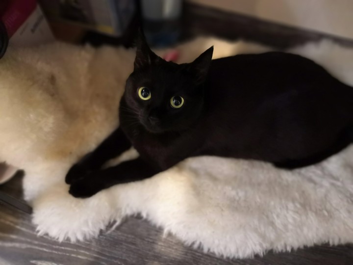 Котя