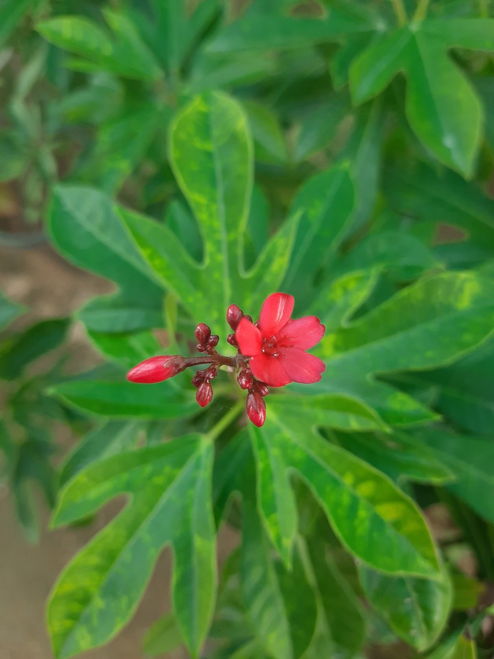 Small red flower