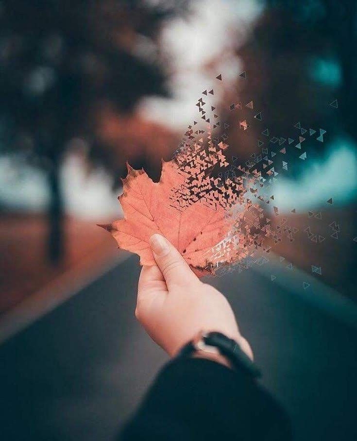 Leaf
