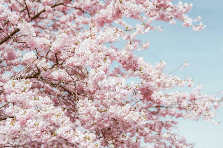 Spring Blossom
