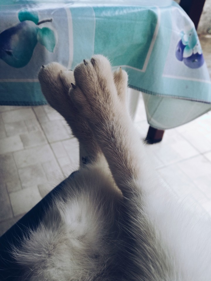 kitten's paws