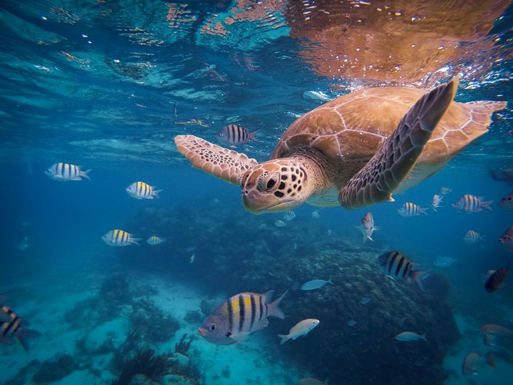 ♒➿... Underwater...➿♒