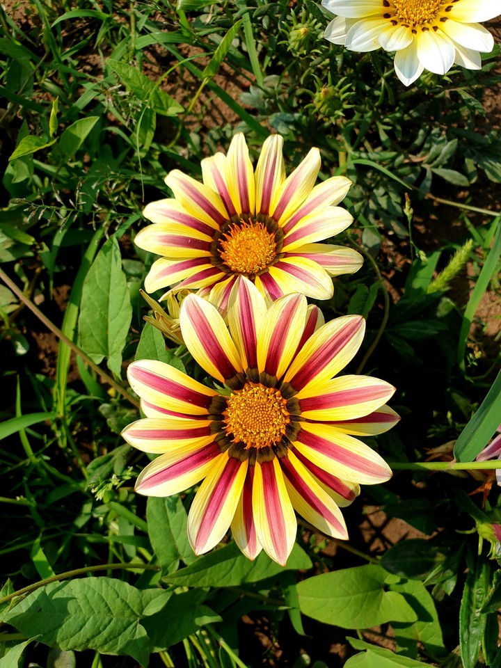 Flowers