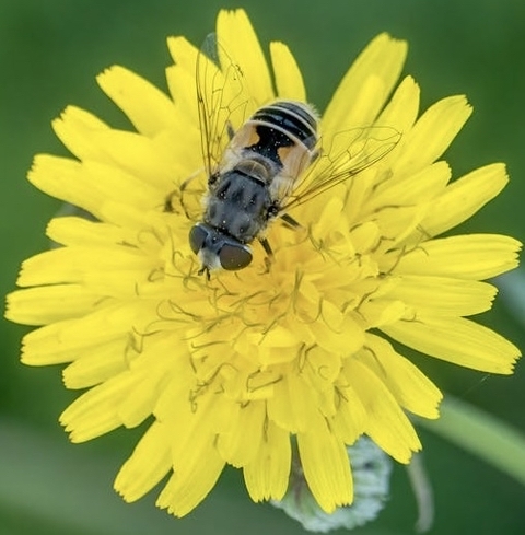 ταπετσαρίες petal, arthropod