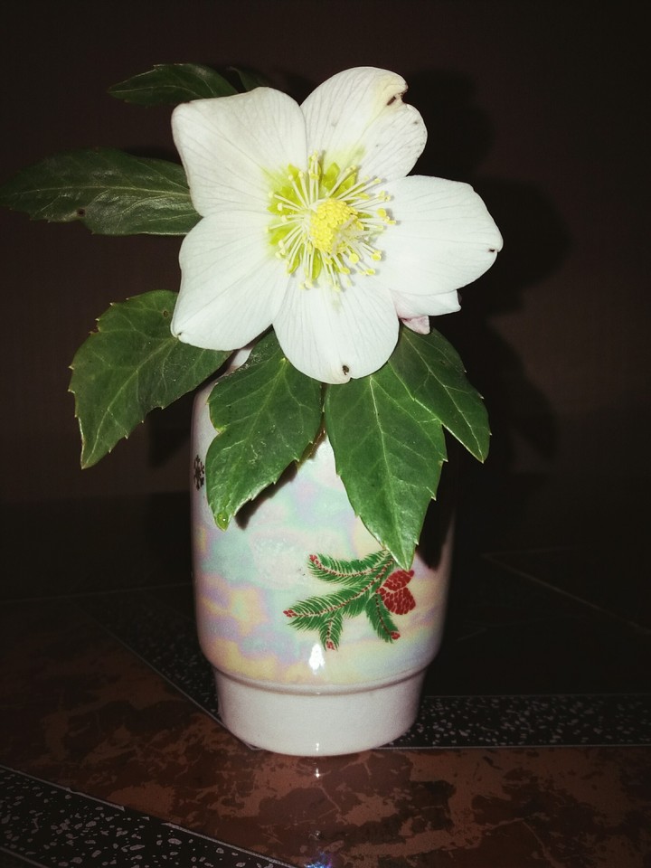 Flower