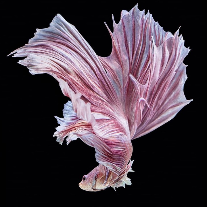 Betta fish