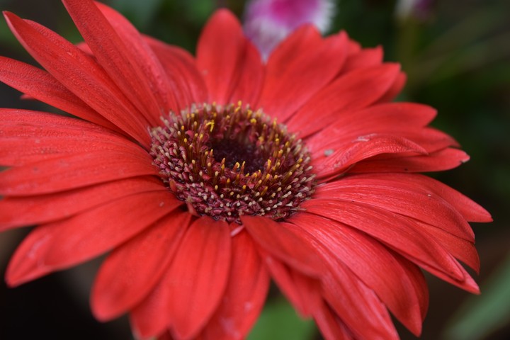 Red Gerbera