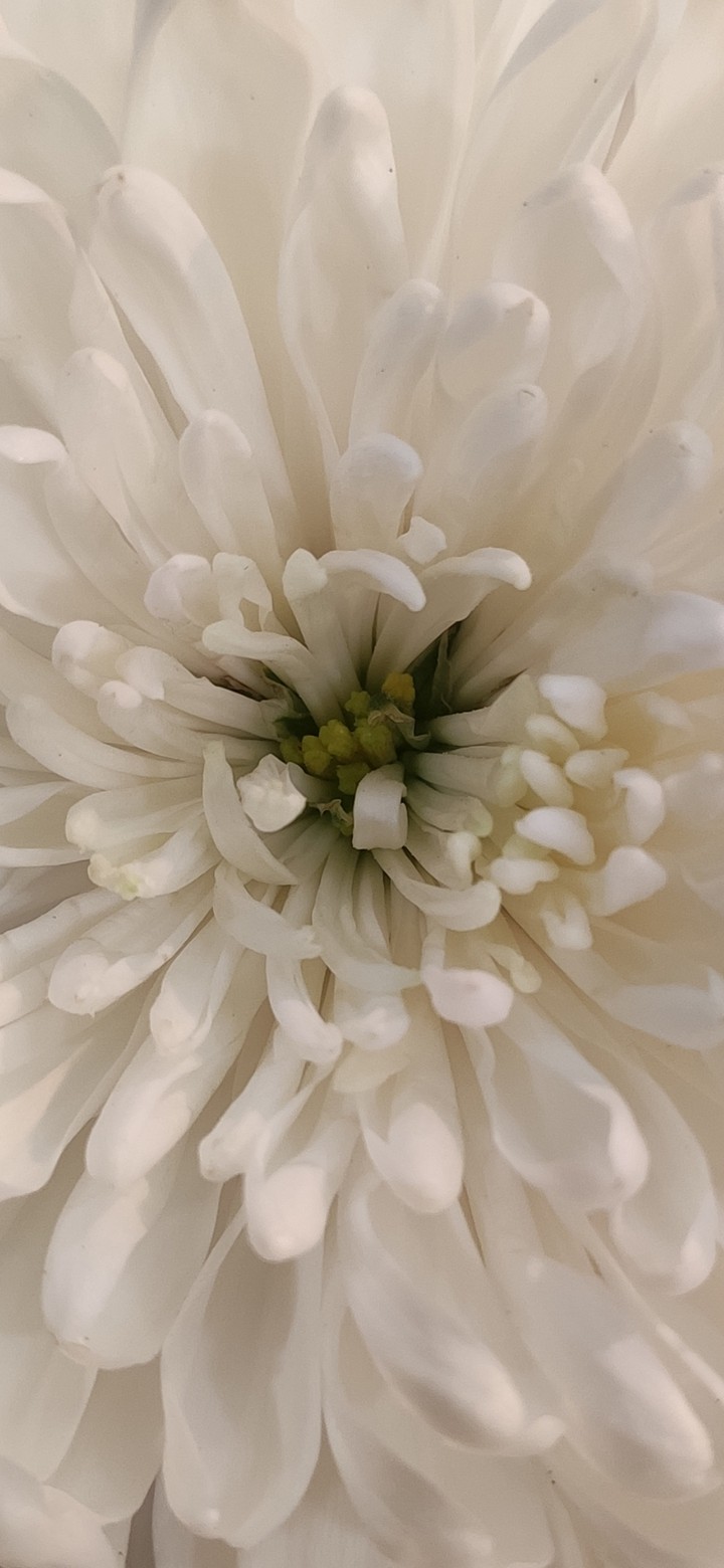 flower wallpaper