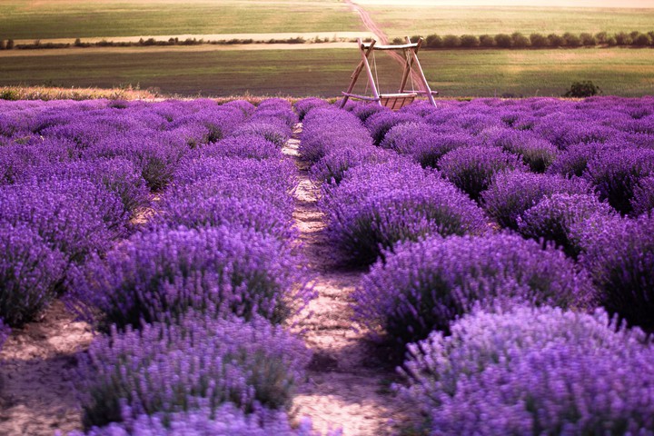 #Violetgold...