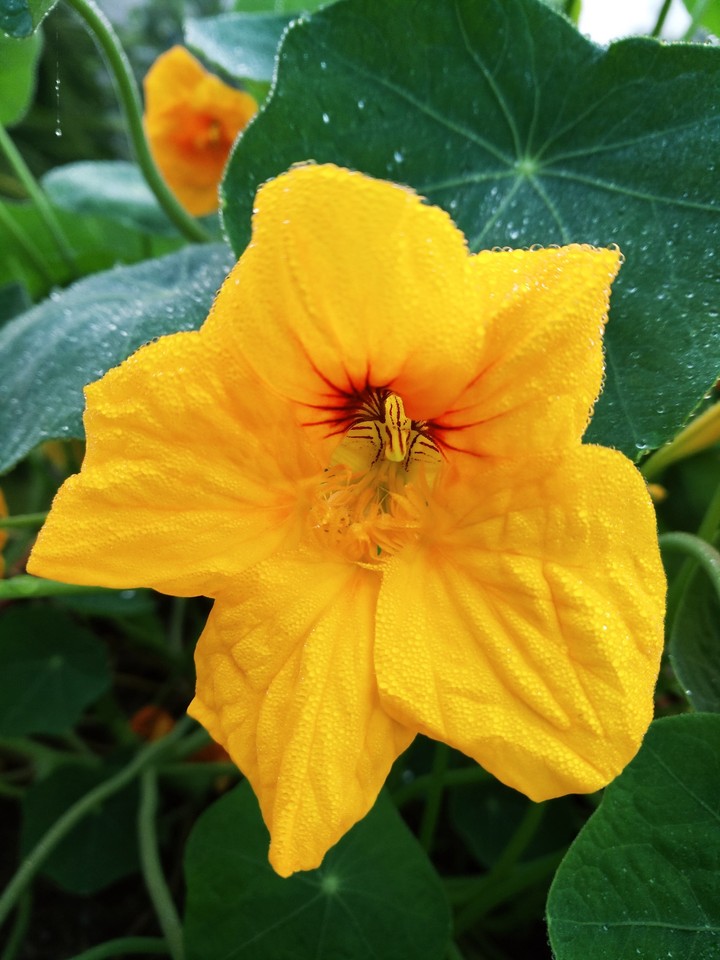 flower