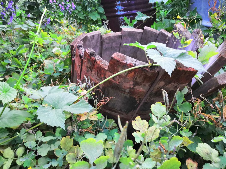 Rotting barrel