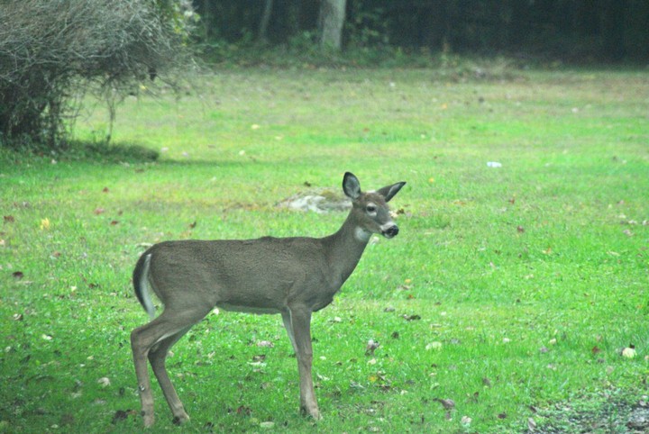 whitetail deer