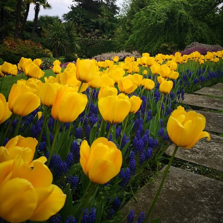 tulips