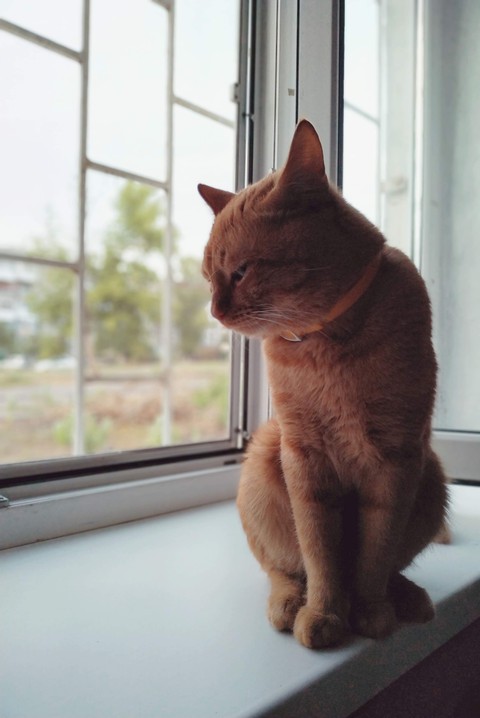 кот