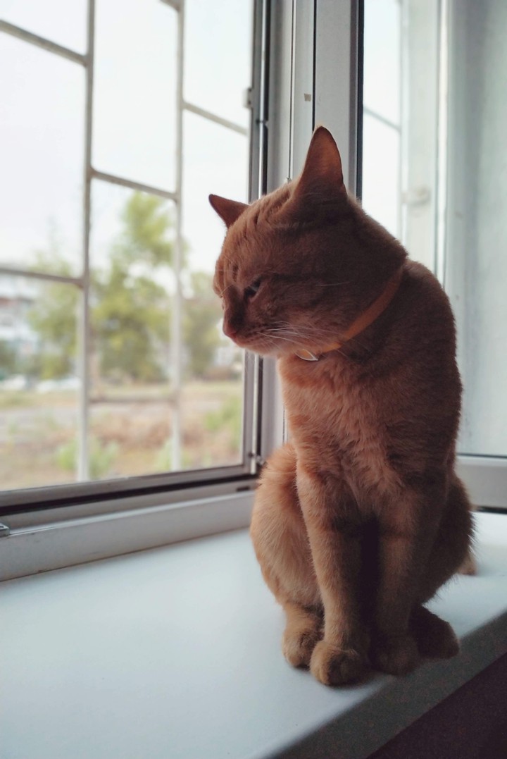 кот