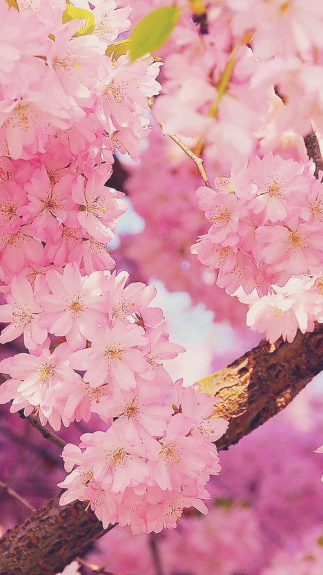 cherry blossoms