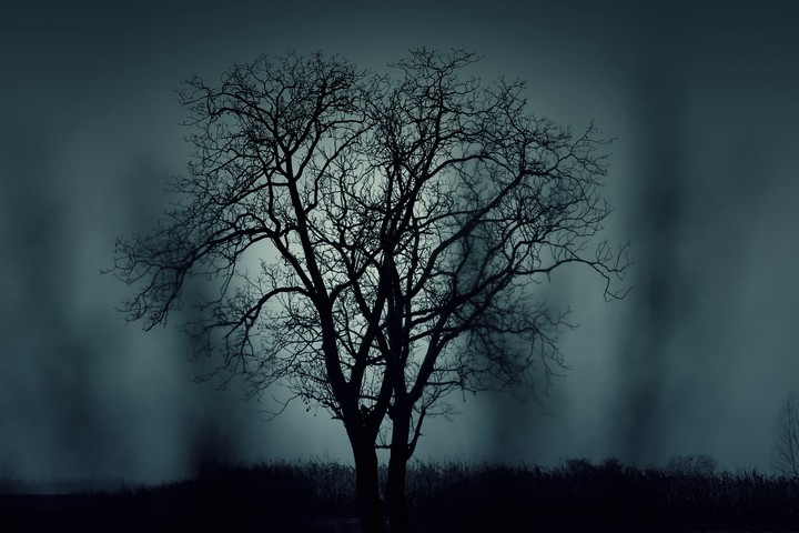 Dark Tree