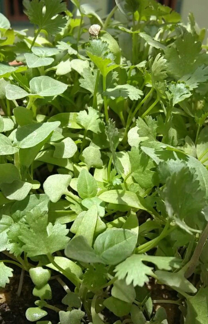 GO GREEN