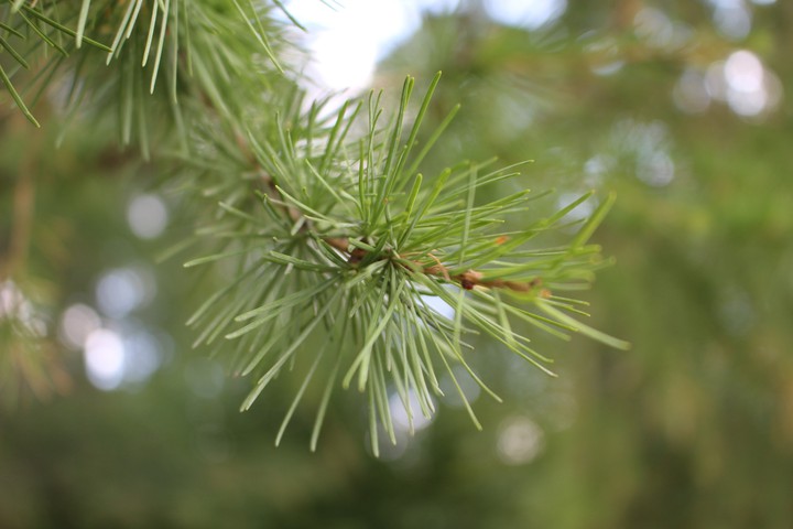 Fir-tree