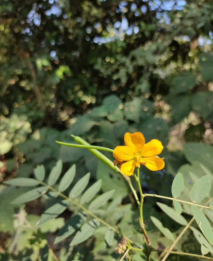 yellow Flower?
