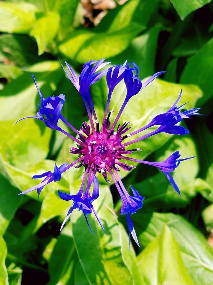 Cool flower