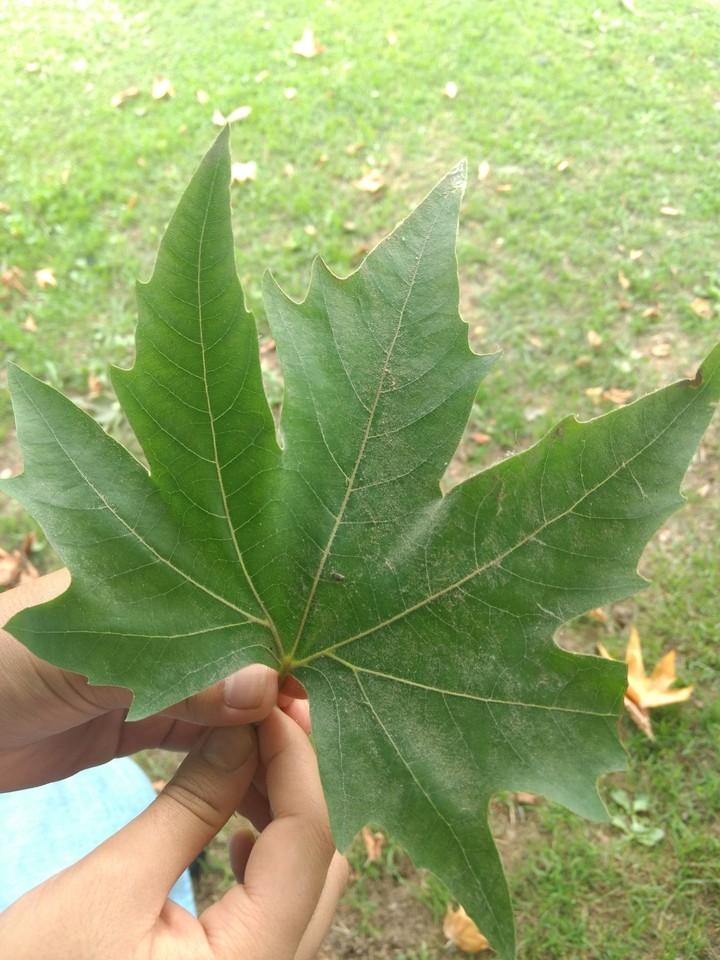chinar leaf