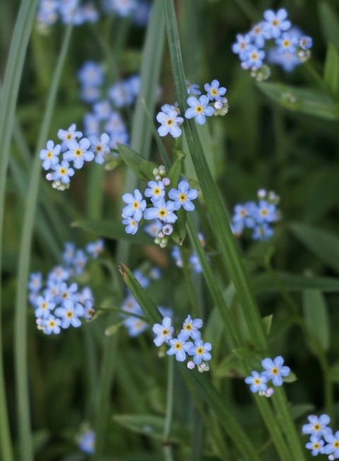 Forget-Me-Not, 陸地植物桌布