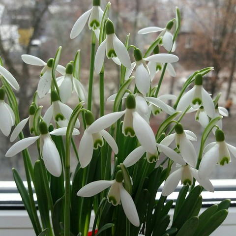 flower