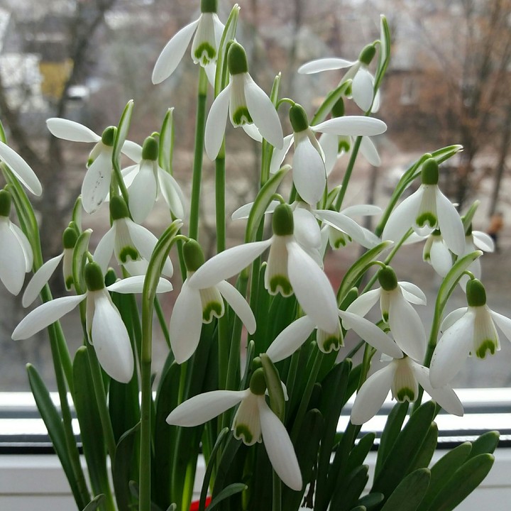 flower