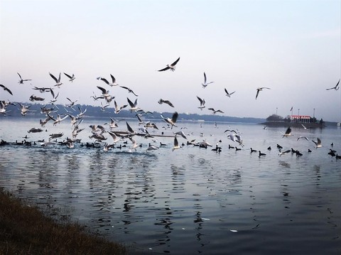 seagulls