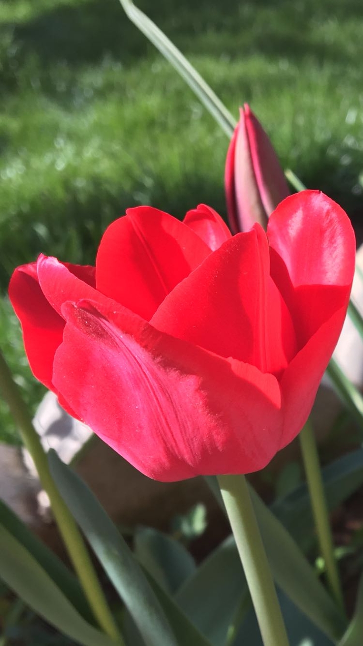 red tulip