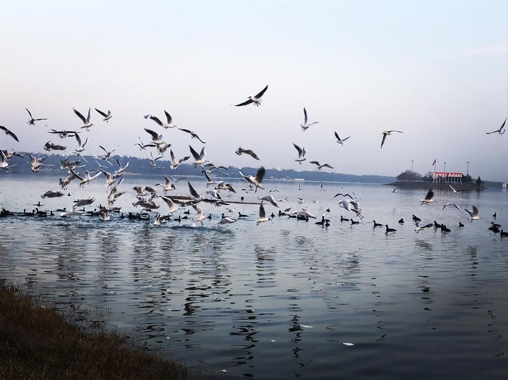seagulls