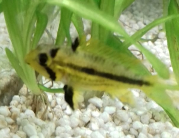 Fisch 