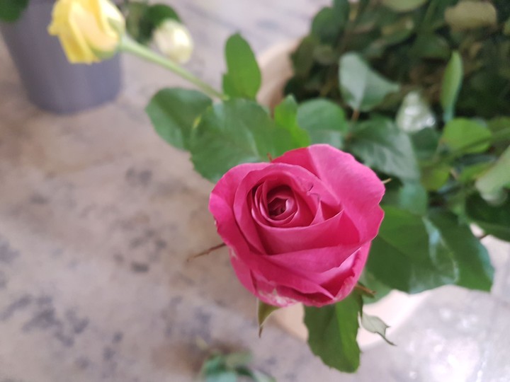 Pink rose