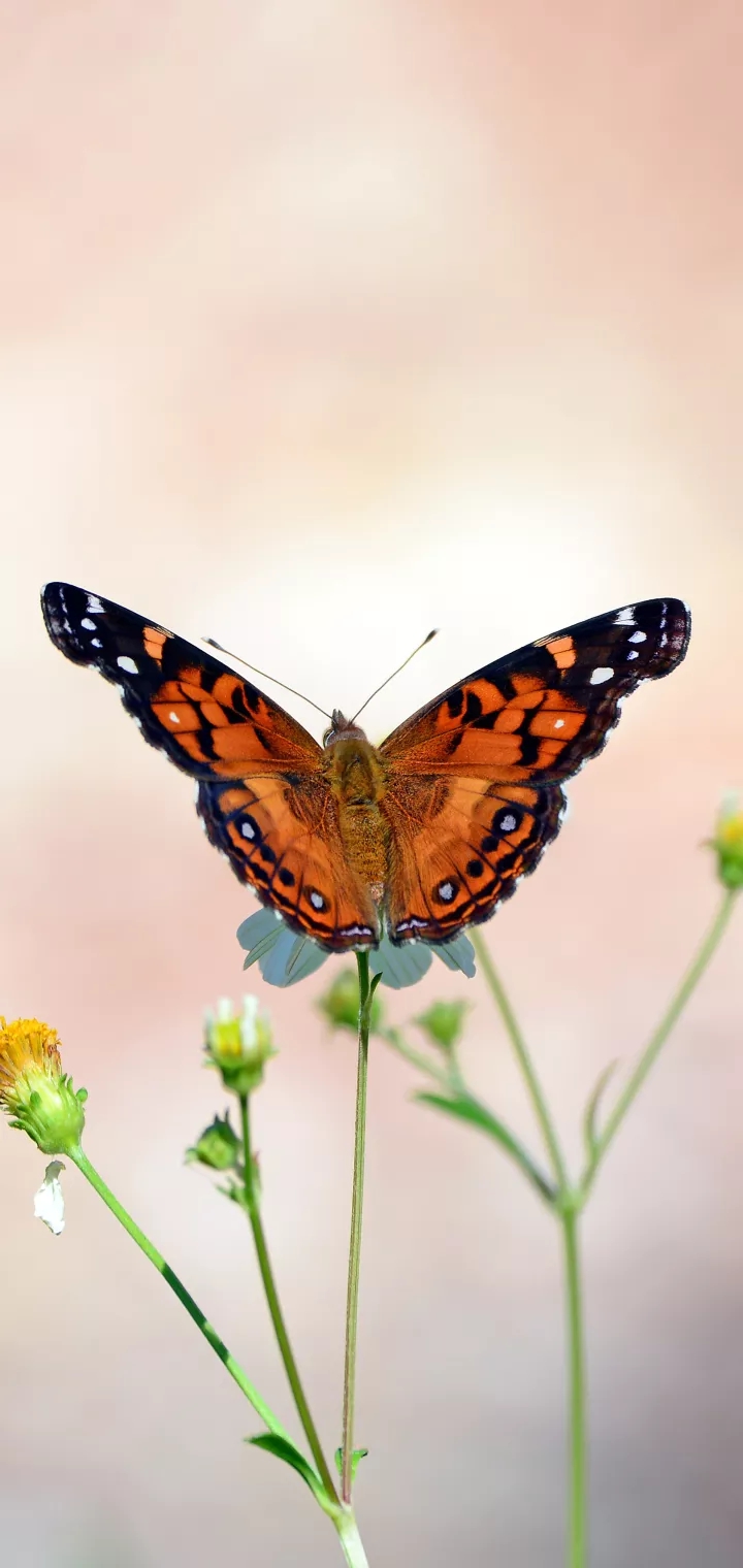 shortly live butterfly