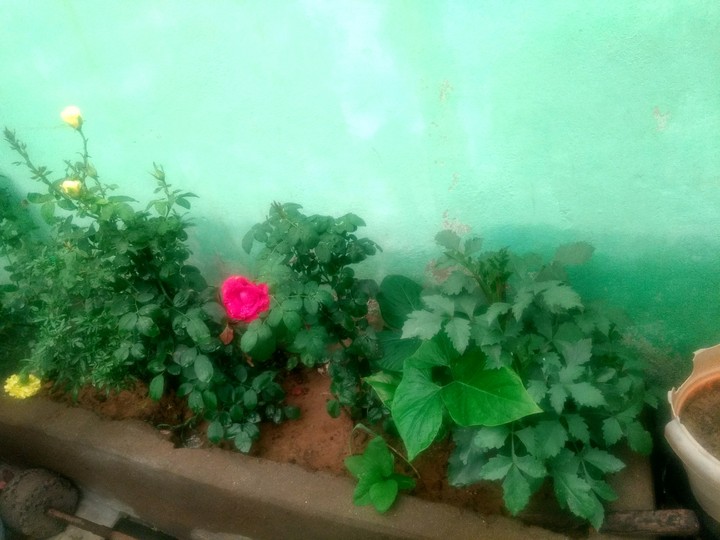 little
