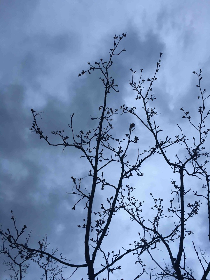 tree branch