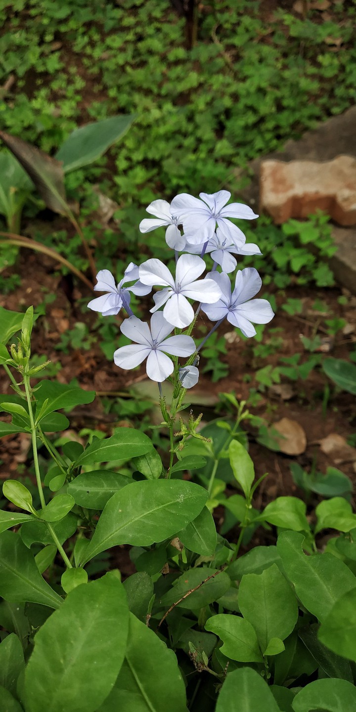 Garden Flower