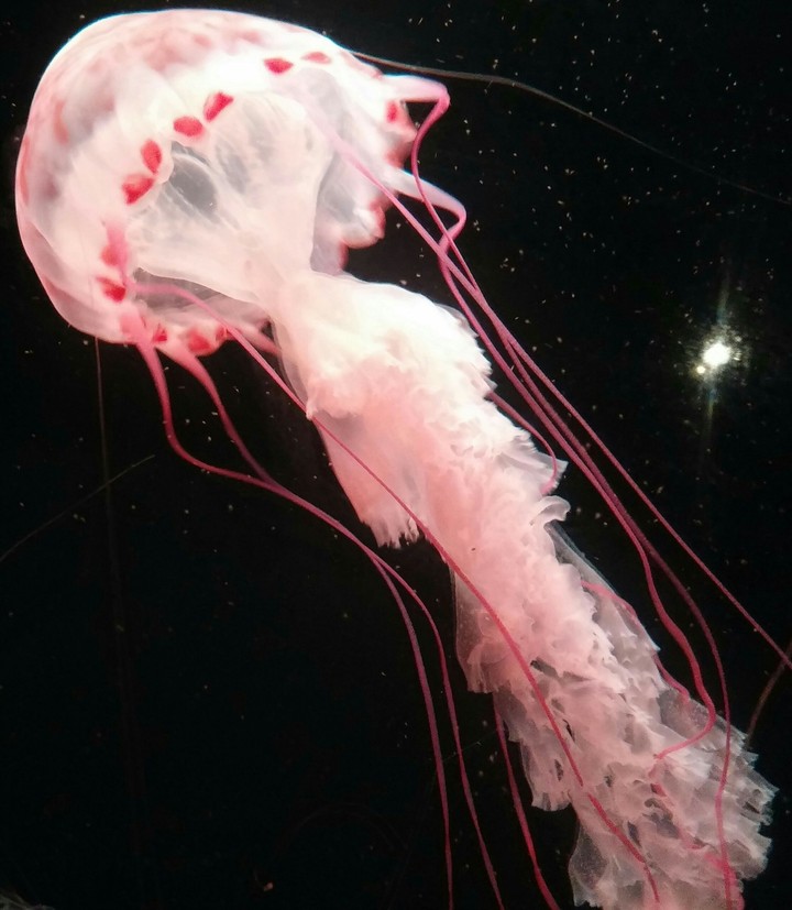 Jellyfish