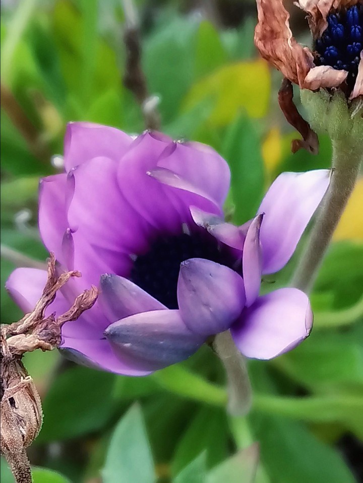 Purple Delight