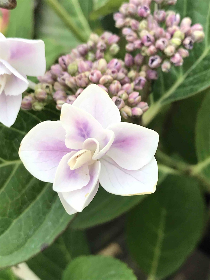 white purple