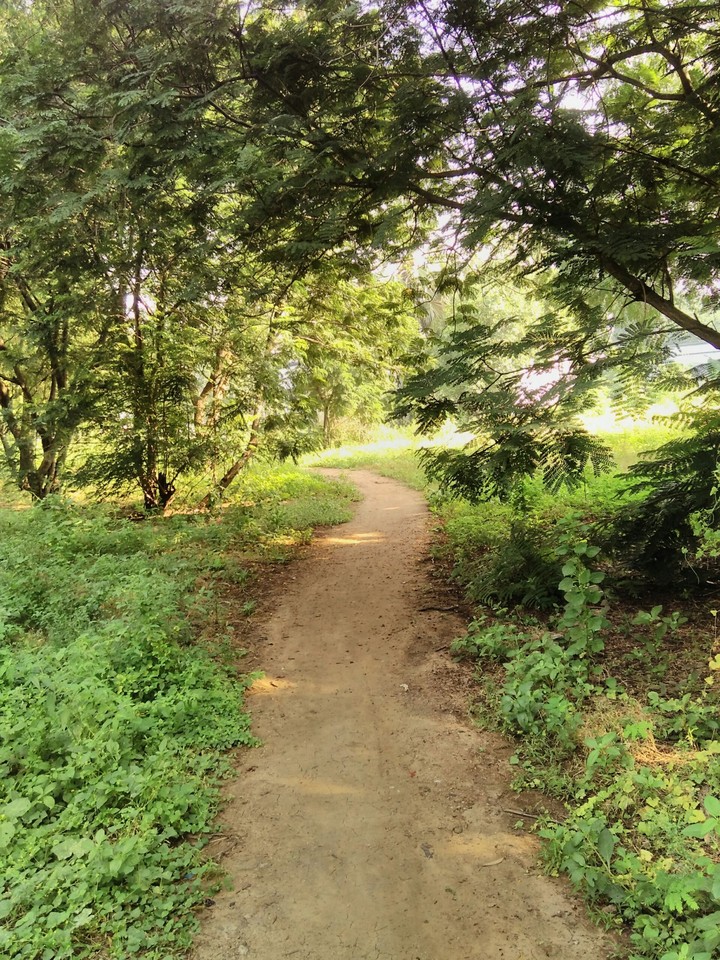 into the woods