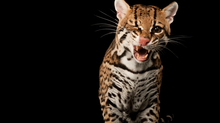 leopard