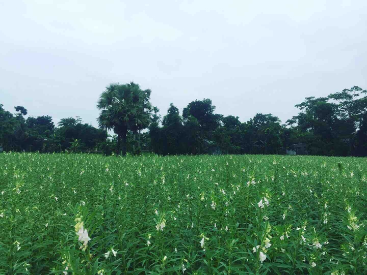 sesames crops