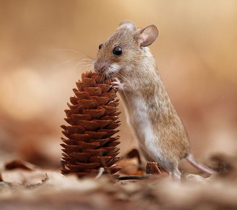 muridae, muroidea háttérképek