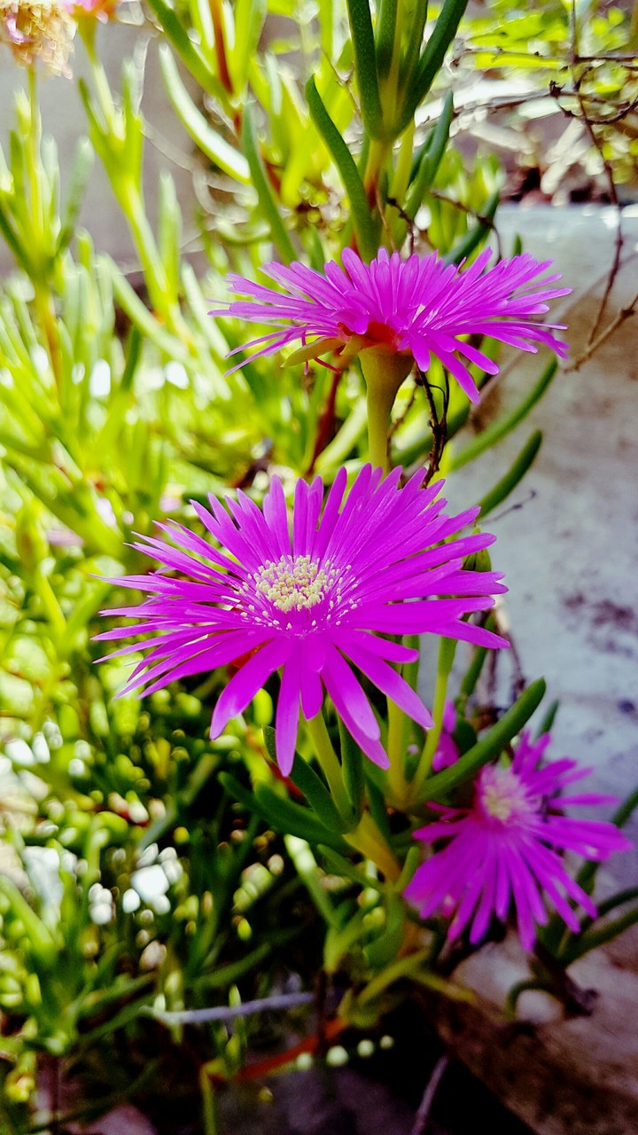 flower