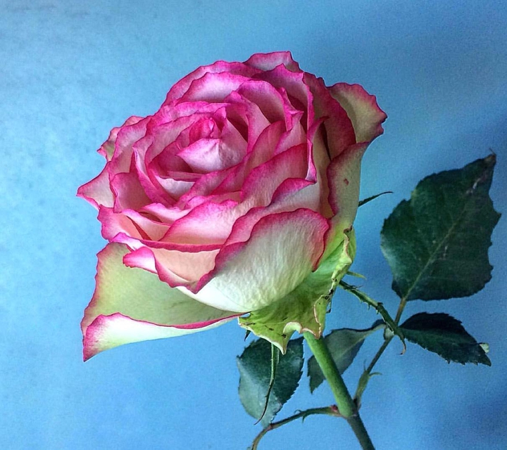 Roses